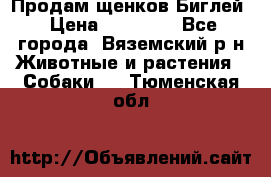 Продам щенков Биглей › Цена ­ 15 000 - Все города, Вяземский р-н Животные и растения » Собаки   . Тюменская обл.